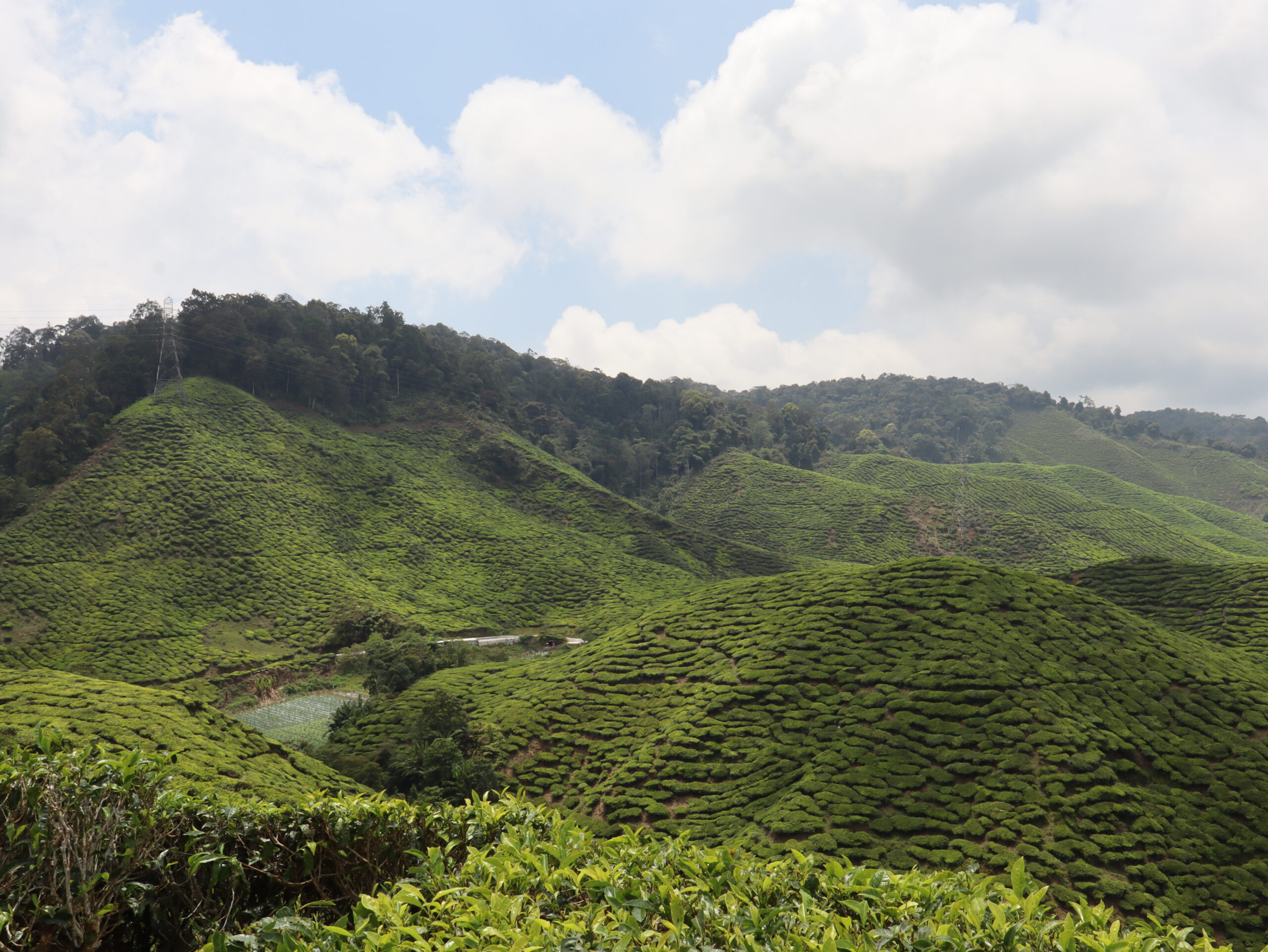 Tea Garden